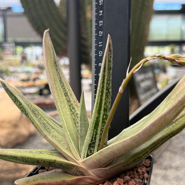 Gasteria ‘Isomatsu’