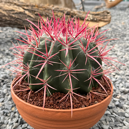 Ferocactus gracilis subsp. coloratus