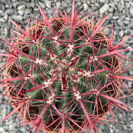 Ferocactus gracilis subsp. coloratus