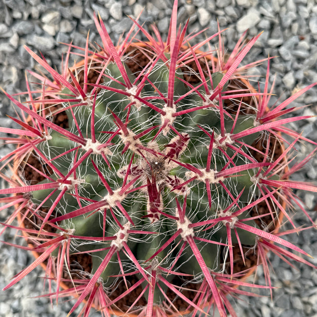Ferocactus gracilis subsp. coloratus
