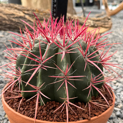 Ferocactus gracilis subsp. coloratus