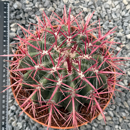 Ferocactus gracilis subsp. coloratus