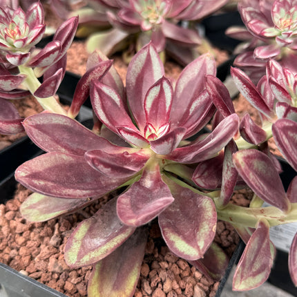 Echeveria nodulosa