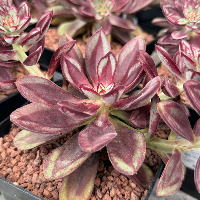 Echeveria nodulosa