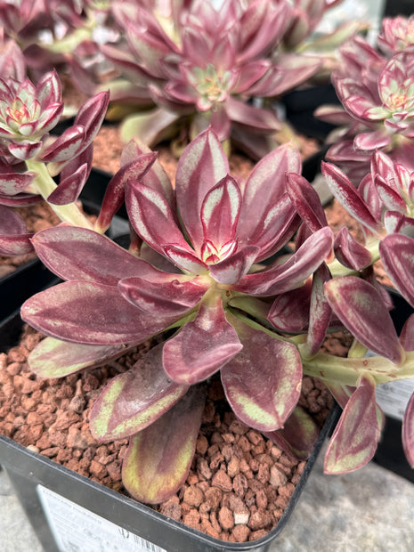 Echeveria nodulosa