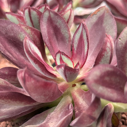 Echeveria nodulosa