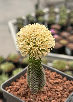 Crassula "Buddha's Temple"