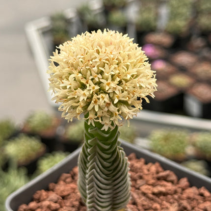 Crassula „Buddhas Tempel“