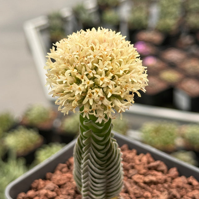 Crassula "Buddha's Temple"