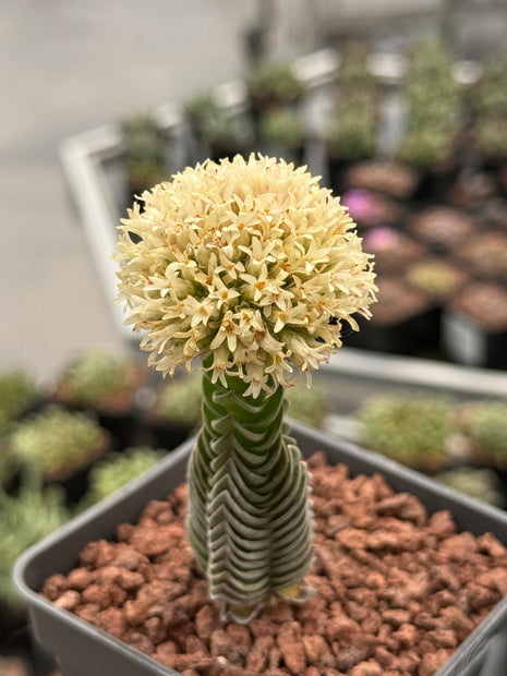 Crassula "Buddha's Temple"