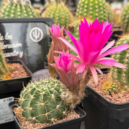 Lobivia cardenasiana