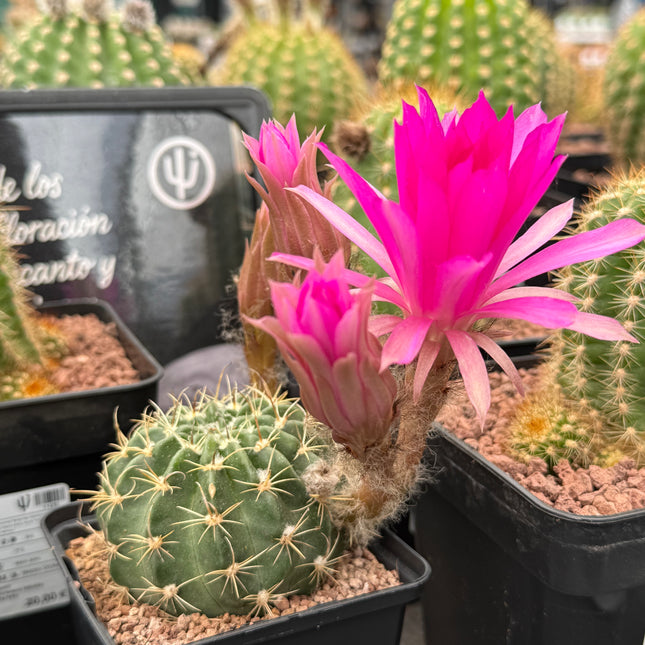 Lobivia cardenasiana