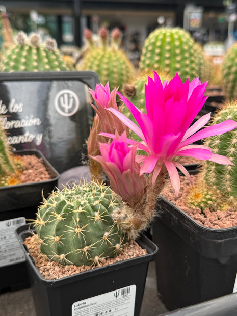 Lobivia cardenasiana „M“