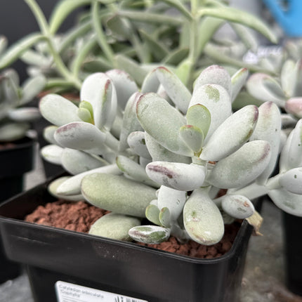 Cotyledon orbiculata ‘Oophylla’
