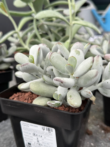 Cotyledon orbiculata ‘Oophylla’
