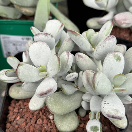 Cotyledon orbiculata ‘Oophylla’