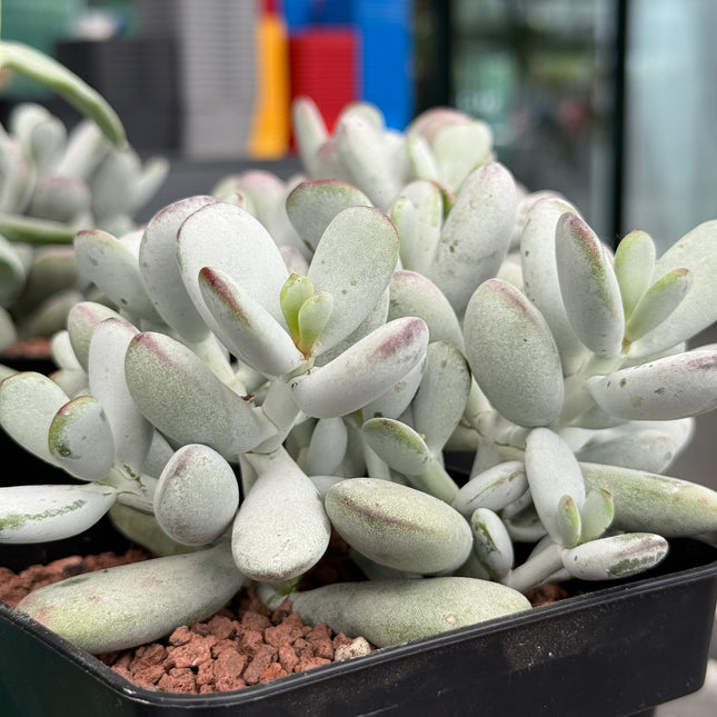 Cotyledon orbiculata ‘Oophylla’