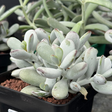Cotyledon orbiculata ‘Oophylla’