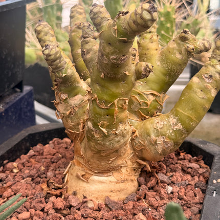 Tylecodon paniculatus