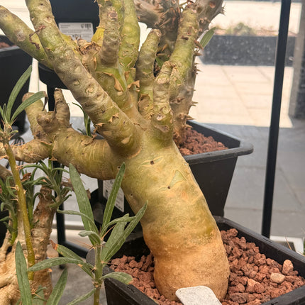 Tylecodon paniculatus