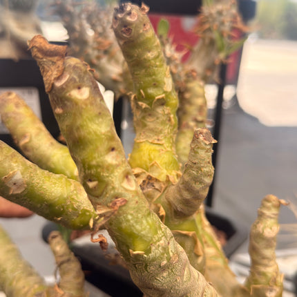 Tylecodon paniculatus
