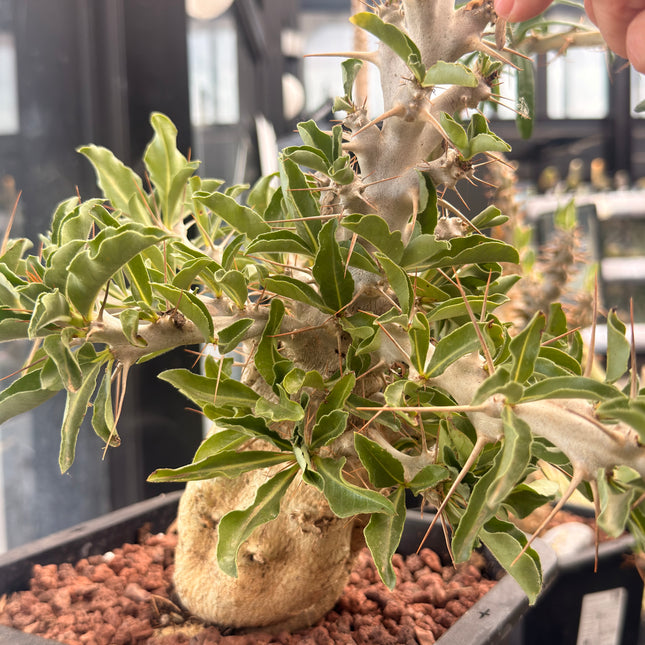 Pachypodium saundersii