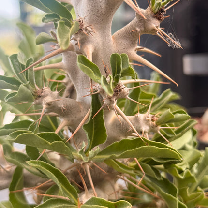 Pachypodium saundersii