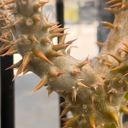 Pachypodium horomboense