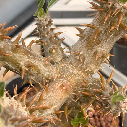 Pachypodium horomboense