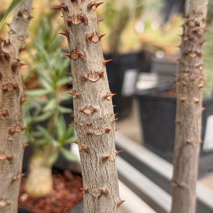 Pachypodium rutenbergianum