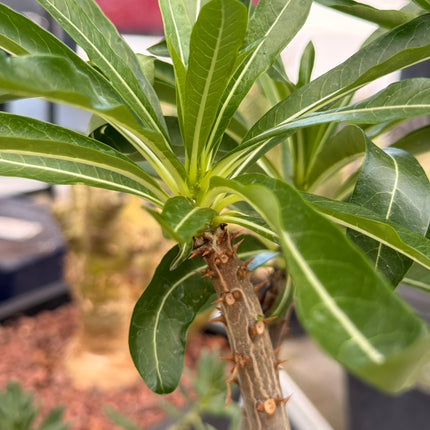 Pachypodium rutenbergianum