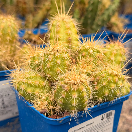 Echinocereus klapperi