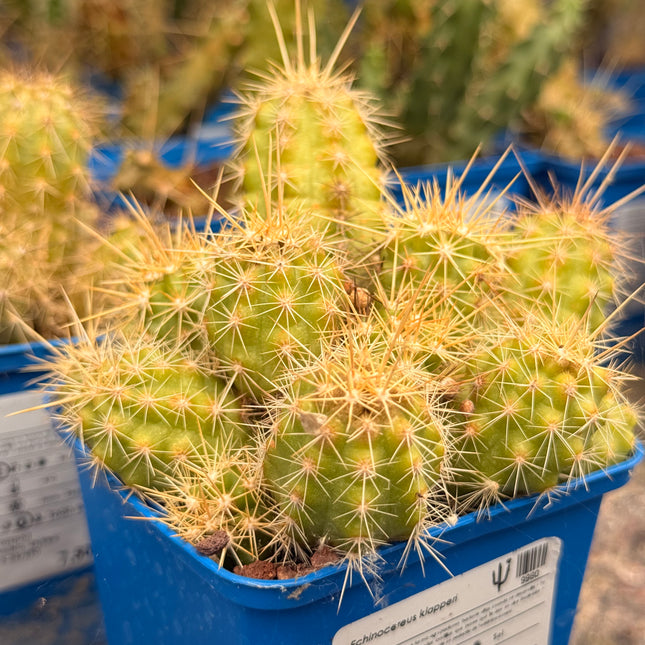 Echinocereus klapperi