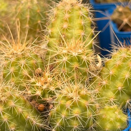 Echinocereus klapperi
