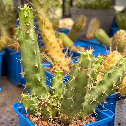 Echinocereus pentalophus