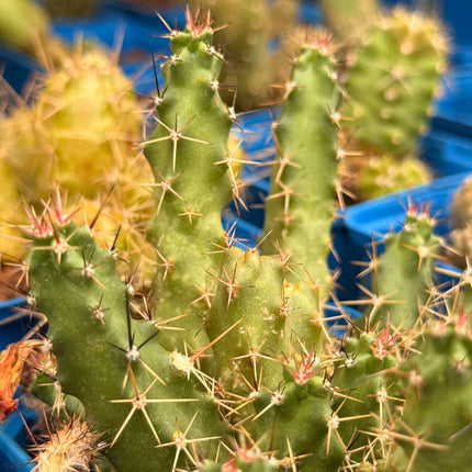 Echinocereus pentalophus