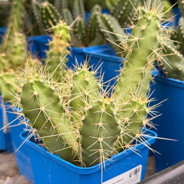 Echinocereus viereckii 'Morricalli'