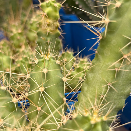Echinocereus viereckii 'Morricalli'