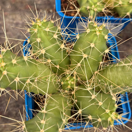 Echinocereus viereckii 'Morricalli'