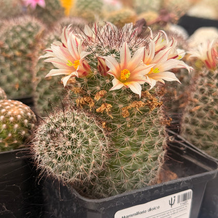 Mammillaria dioica