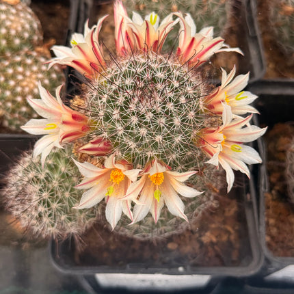 Mammillaria dioica