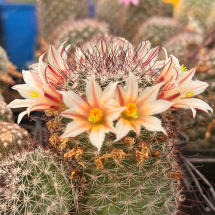 Mammillaria dioica