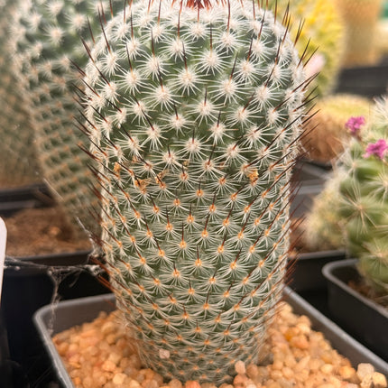 Mammillaria haageana subsp. san-angelensis