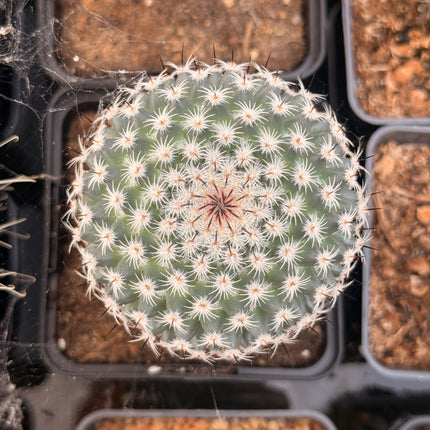 Mammillaria haageana subsp. san-angelensis