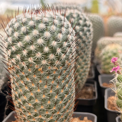 Mammillaria haageana subsp. san-angelensis