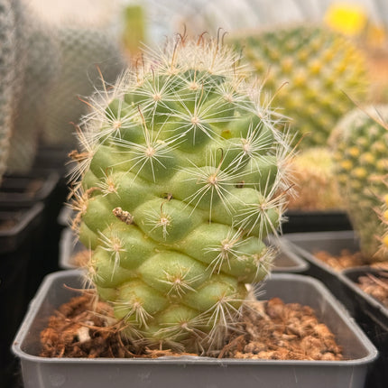 Mammillaria boli