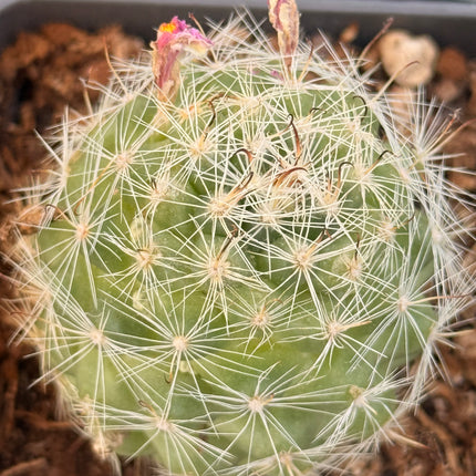 Mammillaria boli