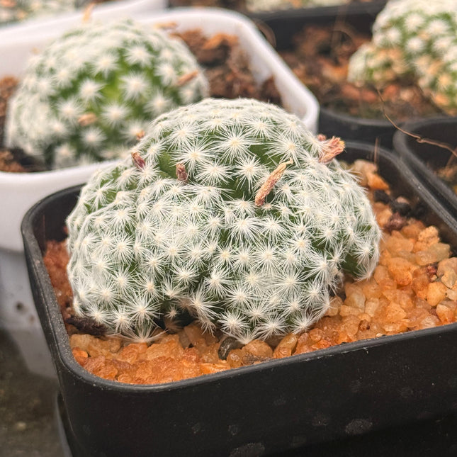 Mammillaria humboldtii