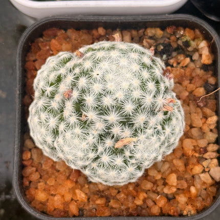 Mammillaria humboldtii