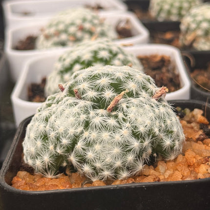 Mammillaria humboldtii